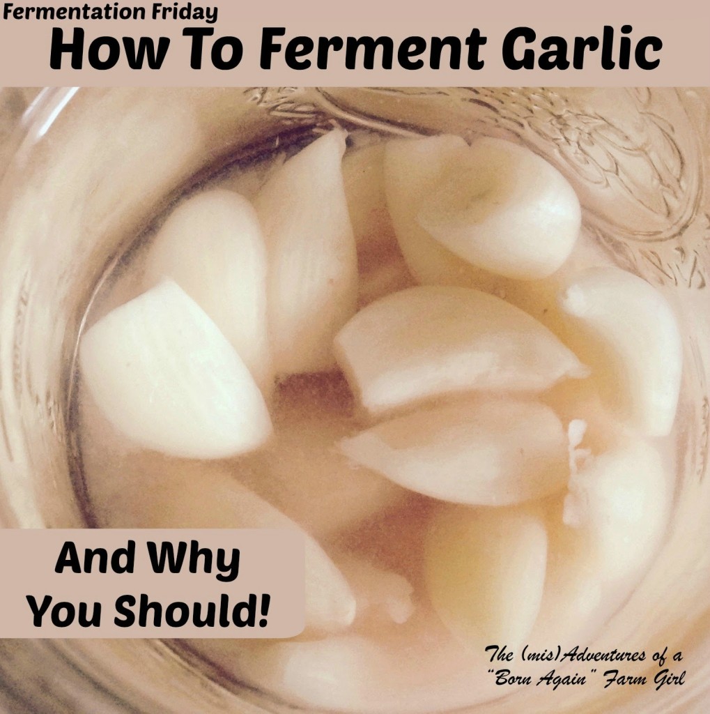 weel52- fermenting garlic
